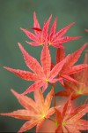 Acer.palmatum.Shishio Improved.1.jpg