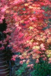 Acer.palmatum.Shishio Improved.2.jpg
