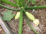 Courgette verte-3.JPG
