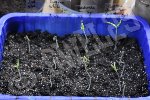 Bon il faudra encore maitriser ces jeunes tomates sorties depuis 2 jours : je vais les laisser dans la véranda : un bon bol de lumière leur fera du bien