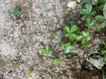 Plante à identifier