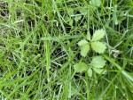 Plante à identifier