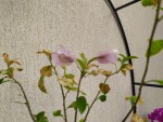 IMG_20200617_094429.jpg