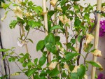IMG_20200617_094422.jpg