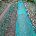 IMG_20200618_092713.jpg (359.89 Kio) Consulté 2954 fois navets