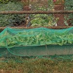 IMG_20200618_092930.jpg (280.32 Kio) Consulté 2954 fois laitue