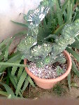 Photo021.jpg