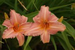 DSC03248.jpg