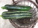 Courgettes.JPG