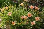 DSC03252.jpg