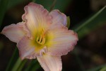 DSC03258.jpg