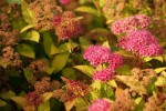 DSC03253.jpg