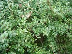 Le feuillage de ce buisson-arbuste