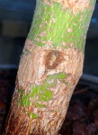 IMG_8175.JPG