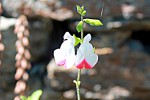 Salvia 'Hot Lips'.JPG