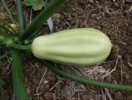 Courgette verte-4.JPG