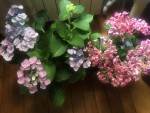0F08192E-B8EC-400E-A42A-2ED00690ACA6.jpeg