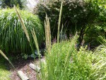 Pennisetum macrourum.JPG