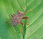 Coreus marginatus sur framboisier.JPG