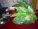 S5032459new1.jpg