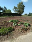 courges choux