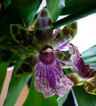 fleur zygopetalum