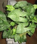Cette plante allait très mal. Il y avait dans le pot toute une colonie de petits vers blancs quasi invisibles. J'ai versé de l'eau vinaigré et ils ont disparu. La plante ne semblait pas en souffrir.