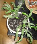 Cette plante donne de petites fleurs blanches de temps en temps. J'aimerai pouvoir la faire fleurir plus souvent...<br />On peut très facilement la bouturer mais ma bouture a malheureusement pourrie (surement trop d'eau)