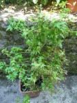 fleurs juin 040.jpg