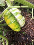 Courge 1