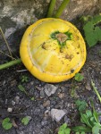 Courge 2