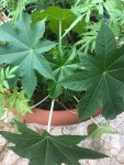 plante dans le pot