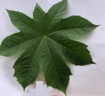 feuille seule