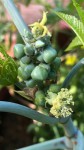fleur et boutons