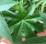 plante avec les boutons
