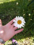 marguerite_geante.jpg