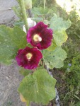 rose_tremiere_pourpre.jpg