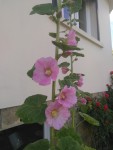 rose_tremiere_rose.jpg