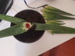 aloe 1.jpg