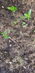 20200626_105933-TF.jpg