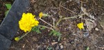 20200626_110005-TF.jpg