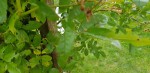 20200626_110035-TF.jpg