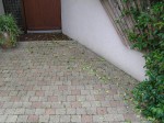 Trachelospernum  Jasmin
