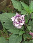 DATURA2 [50%].JPG