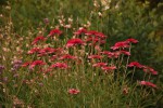DSC03317.jpg