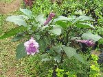 DATURA3 [50%].JPG