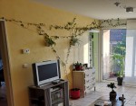 Plante dans son entier (quasi) contre le mur