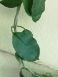 Zoom sur une feuille qui a tendance à enlacer le support