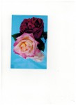 roses du jardin.jpeg