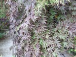 'atropurpureum'